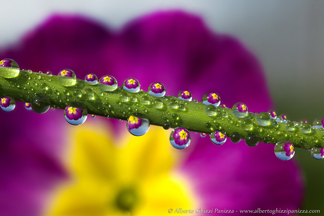 微距摄影 Alberto Panizza 水滴中的花朵 新摄影