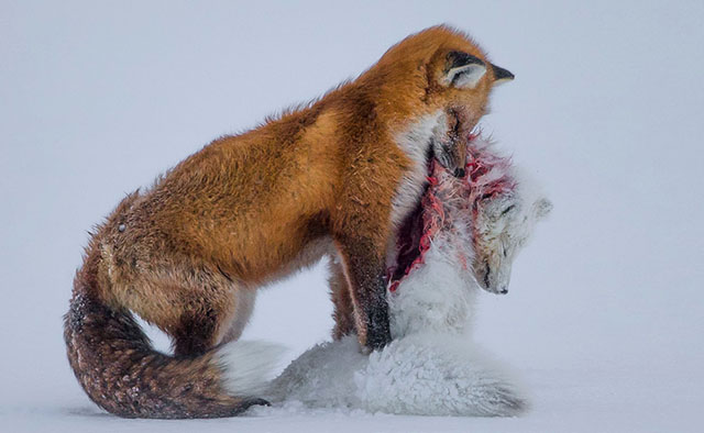 『动物摄影』don gutoski:两只狐狸的故事